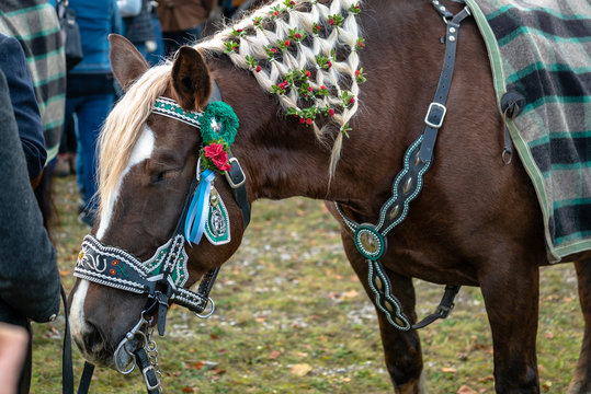 Leonhardi decorated big cold blooded horses Bad Toelz Germany