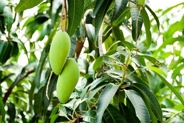 fresh green mango on tree at organic agriculture farm in thailand