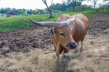 Ankole-Watusi longhorns Africa cow.