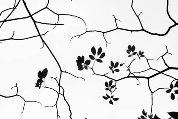 beautiful silhouette of leaf and twig tree
