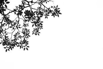 beautiful silhouette of leaf and twig tree
