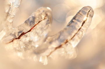 Winter icicles. Ice covered willow branches.