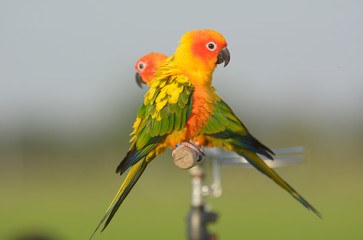 Lovely beautiful parrot, Sun conure.