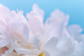 Blurred delicate petals of a white peony