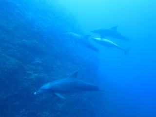 Fototapeta premium イルカ群れ