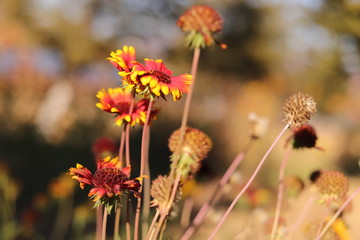 yellow Autumn flowers