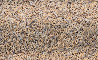 Close-up Paddy rice texture background.