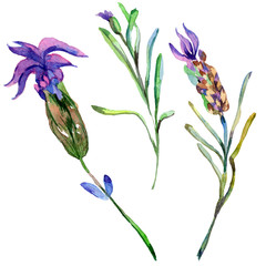 Purple lavender. Floral botanical flower. Wild spring leaf wildflower isolated. Watercolor background illustration set.