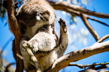 Koala Taking in The Sun at the Koala Conservation Centre on Phillip Island in Australia