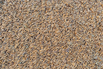 Close-up Paddy rice texture background.
