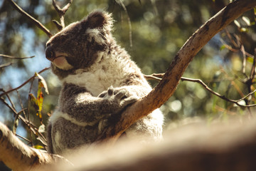 Koala Taking in The Sun at the Koala Conservation Centre on Phillip Island in Australia