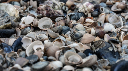 Muschelschalen am Strand