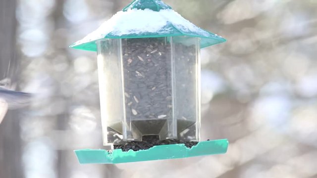 m&eacute;sange &agrave; t&ecirc;te noire