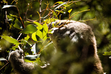 Koala Eating eucalyptus  at the Koala Conservation Centre on Phillip Island in Australia