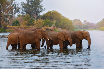 Fototapeta premium herd of african elephants walking through shallow river