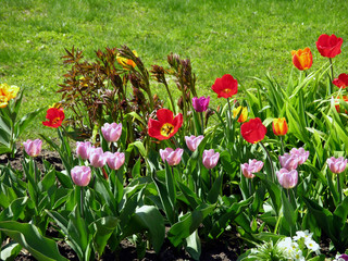 Multicolored tulips in the meadow