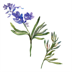 Fototapeta na wymiar Purple lavender. Floral botanical flower. Wild spring leaf wildflower isolated. Watercolor background illustration set.