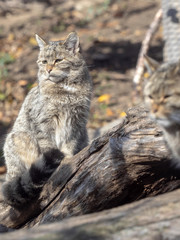 European wild cat, Felis s. Silvestris, sitting on the trunk © vladislav333222