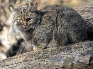 European wild cat, Felis s. Silvestris, sitting on the trunk