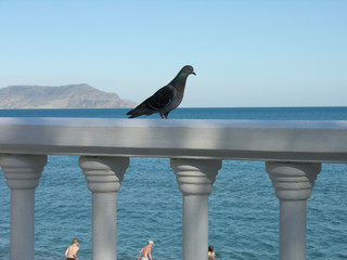 Dove on the parapet on the background of the sea