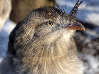 Portrait, Red-legged-Seriema, Cariama cristata
