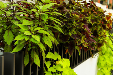 Exotic Begonia rex fan shaped leaves with luminous orange underside.