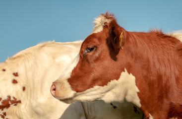 Profile close up of a young red and white cow, with cowlick, pink nose and red eyelashes and a blue background.