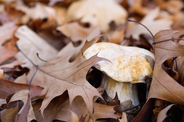 White mushrooms in the autumn forest on the background of yellow leaves