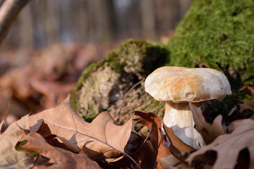 White mushrooms in the autumn forest on the background of yellow leaves