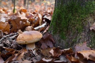 White mushrooms in the autumn forest on the background of yellow leaves