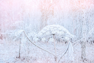 On a frosty winter day, the Heracleum weed is covered in beautiful frost. The beauty of winter...