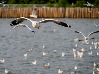 Seagull bird flying in the sea 5