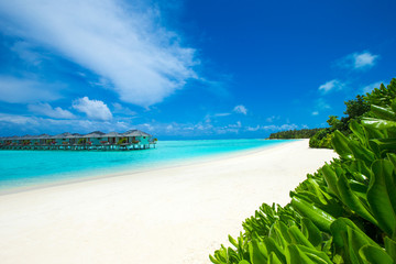 tropical beach in Maldives with few palm trees and blue lagoon