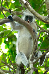 Red colobus Piliocolobus kirki monkey on the deposed wood , Jozani forest, Zanzibar, Tanzania