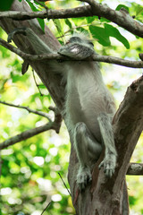 Red colobus Piliocolobus kirki monkey on the deposed wood , Jozani forest, Zanzibar, Tanzania