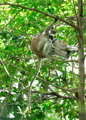 Red colobus Piliocolobus kirki monkey on the deposed wood , Jozani forest, Zanzibar, Tanzania