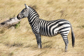 Full body profile portrait of common zebra, Equus quagga, up close standing in the tall grass of the Masai Mara in Kenya, Africa