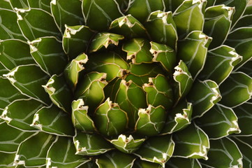 queen Victoria agave desert plant texture and background