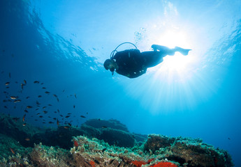 Scuba diver observes life on a reef.