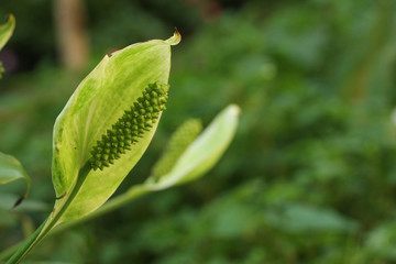 Sauromatum giganteum in  garden