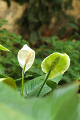 Sauromatum giganteum in  garden