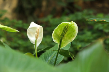 Sauromatum giganteum in  garden
