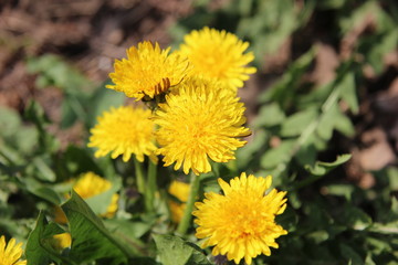 dandelions in a meadow