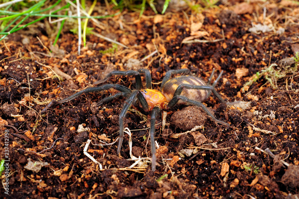 Canvas Prints Trichterspinne (Linothele megatheloides) - grass spider