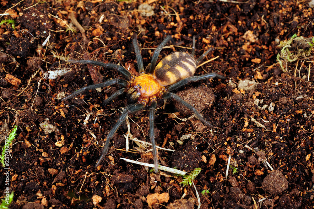 Sticker Trichterspinne (Linothele megatheloides) - grass spider