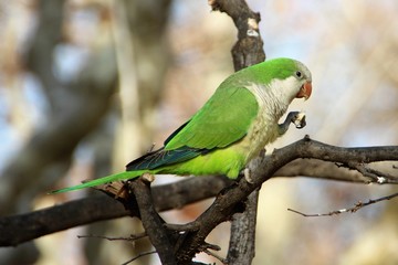 Beautiful green parrot on a branch in the park