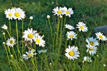 Simple Russian daisy wildflowers in the garden.