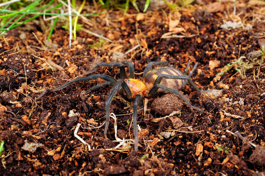 Trichterspinne (Linothele megatheloides) - grass spider