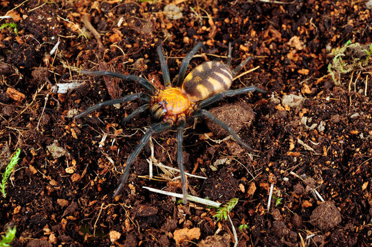 Trichterspinne (Linothele megatheloides) - grass spider