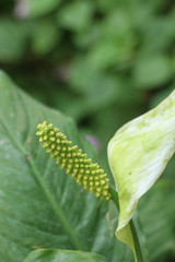 Sauromatum giganteum in  garden